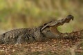 a crocodile sits on the ground next to the ground with its mouth open Royalty Free Stock Photo