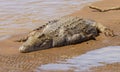 A Crocodile on a River Bank Royalty Free Stock Photo