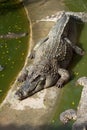 Large crocodile resting in the sun