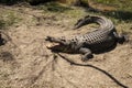 A large crocodile on the riverbank.