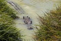 Large crocodile swimming near a riverbank. Royalty Free Stock Photo
