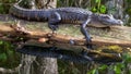 Large crocodile on a tree.