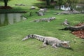 A Large crocodile walking on the grass Royalty Free Stock Photo