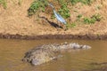 A large crocodile in the water. Blue heron on the shore. The Mara River, Kenya. Africa Royalty Free Stock Photo