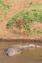 A large crocodile in the water near the shore. The Mara River, Kenya. Africa Royalty Free Stock Photo