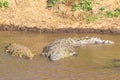 A large crocodile in the water near the shore. The Mara River. Masai Mara, Kenya. Africa Royalty Free Stock Photo