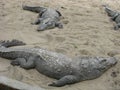 Large Crocodiles basking together in the sun on a sand