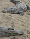 Large Crocodiles basking together in the sun on a sand