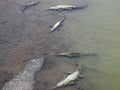 Large crocodiles lie in the water near the river bank, top view