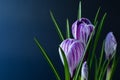 Large crocus Crocus sativus vernus pink flowers on a dark background for postcards, congratulations for mother`s day, valentines