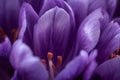 Large crocus with delicate beautiful petals. Generate Ai