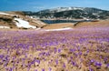 Crocus meadow in spring mountains