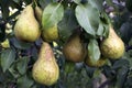 Large crop of pears in the garden,