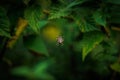 large cross spider lurks in the middle of the web for prey Royalty Free Stock Photo