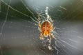 large cross spider sits in her spider`s web and lurks for prey Royalty Free Stock Photo