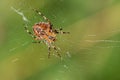 Large cross spider sits in her spider`s web and lurks for prey Royalty Free Stock Photo