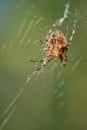 large cross spider sits in her spider`s web and lurks for prey Royalty Free Stock Photo