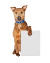 Large Crossbreed Dog Holding Blank Sign Royalty Free Stock Photo