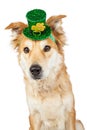 Large Crossbreed Dog Wearing St. Patrick's Hat Royalty Free Stock Photo