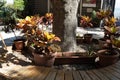 large croton in a ceramic pot against a stone wall decorates the garden