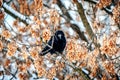 A large crow sitting on a tree branch. Royalty Free Stock Photo