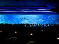 Large Crowd Watching Whale Sharks in Aquarium Tank Royalty Free Stock Photo