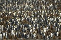 Large Crowded King Penguin Colony / Rookery.