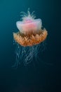 A Large, crowned jellyfish floats around the open ocean