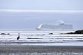 Large cruise ship passes in front of fog bank on Juan de Fuca Strait, Great Blue Heron stands in water near beach Royalty Free Stock Photo