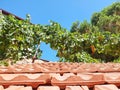 Large crumbs of grapes hang from the branches above the roof of the house
