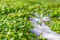 Large Crystal Snowflake with Snow and Green Grass Royalty Free Stock Photo
