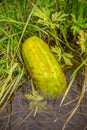 A large cucumber lies in the water.