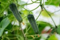 Large cucumbers growing in a greenhouse Royalty Free Stock Photo
