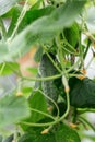 Large cucumbers growing in a greenhouse Royalty Free Stock Photo