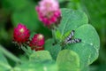 Large culicidae diptera mosquito insect sitting on crimson clover flower