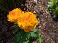 Large, orange flower blossoms of the Siberian Globe Flower (Trollius altaicus) flowering in the garden