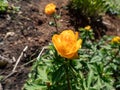 The cup-shaped orange flower blossoms of the Siberian Globe Flower (Trollius altaicus) flowering in the garden in spring