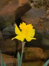 Large cupped yellow carlton daffodil with rocks