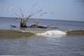 Large curling wave in Driftwood Beach on Jekyll Island, GA Royalty Free Stock Photo