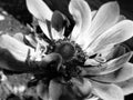 Large Curly petaled Flower in black and white. close up. Royalty Free Stock Photo