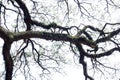 A Large Curvey and Gnarly Tree Branch