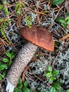 Large cut boletus mushroom lying on moss and grass in the forest Royalty Free Stock Photo