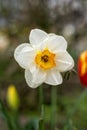 Large cut daffodil white flowers, white `Ice Follies` Daffodil hybrid