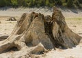 Large cut down and digged out tree stump left in middle on warm sunny day at sunset. Royalty Free Stock Photo