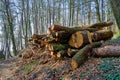 Large cut down trees in a forest