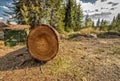 Large cut tree on the ground