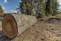 Large cut tree on the ground Royalty Free Stock Photo