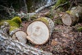 Large cut tree on the ground in the woods Royalty Free Stock Photo