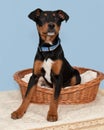 Large cute brown and black puppy in small basket