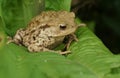 A large hunting Common Toad Bufo Bufo sitting on a leaf.